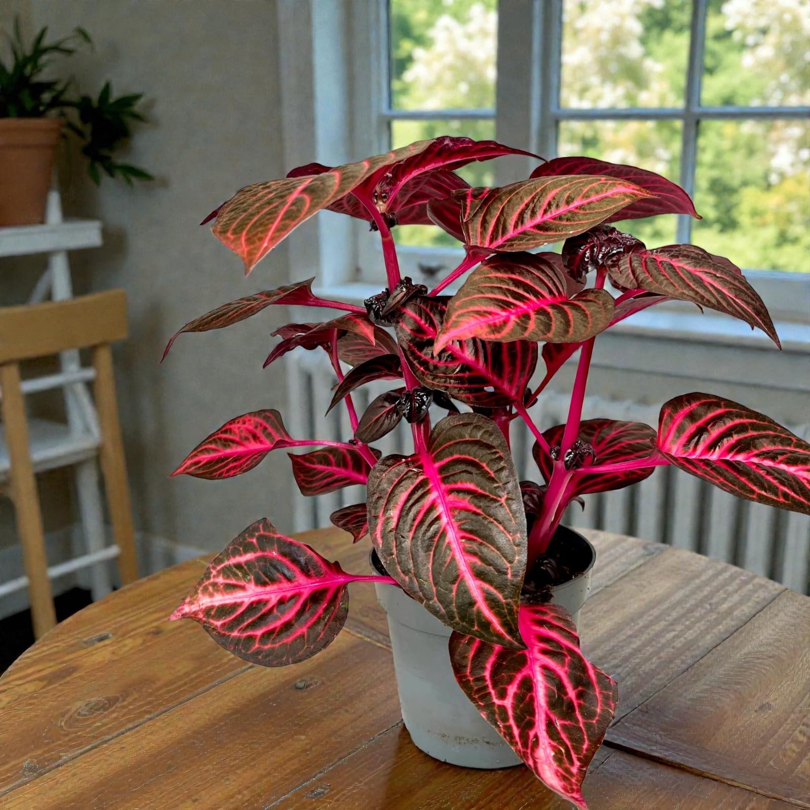 Carbeth Plants Iresine Herbstii Red Redstar in 13cm Pot (x1)