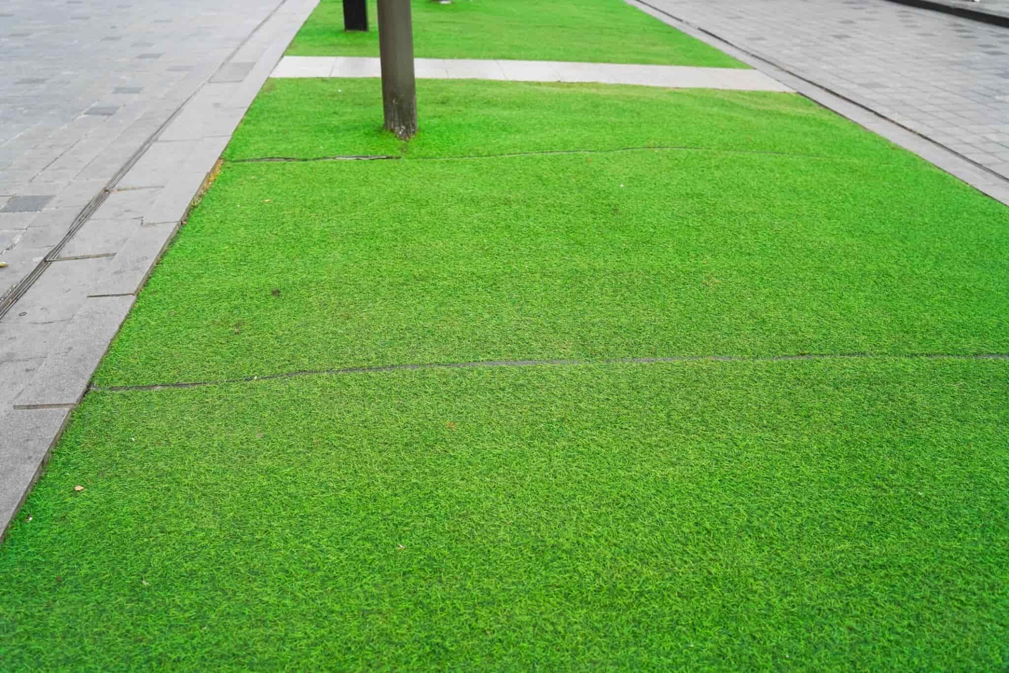 Ground Grass Seeds Pack Of 11000 Seeds-image-34
