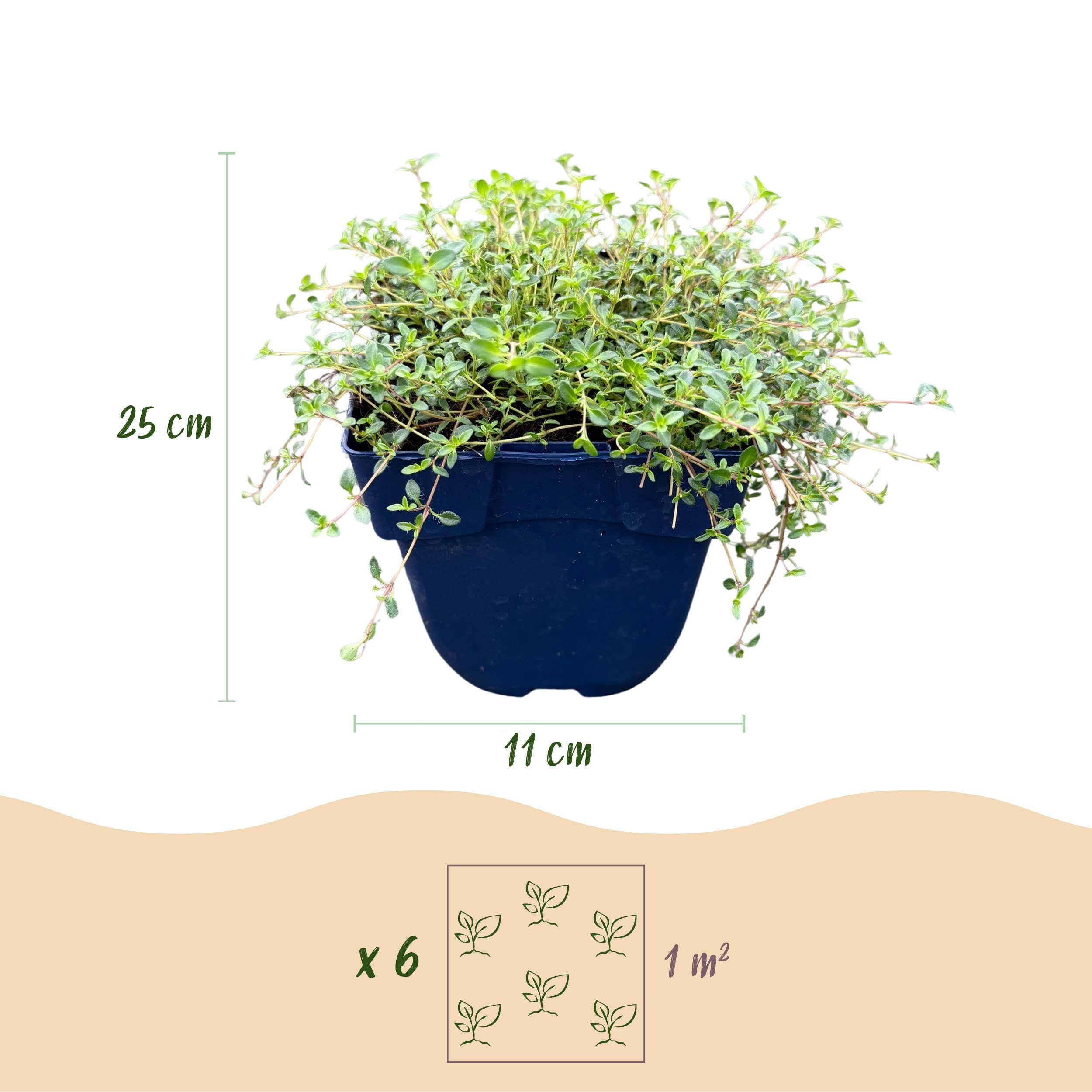 Thymus praecox Red Carpet - Tomillo rastrero - Aromático - Rojo-rosa - 15-25cm - Ø11cm - Planta de jardín