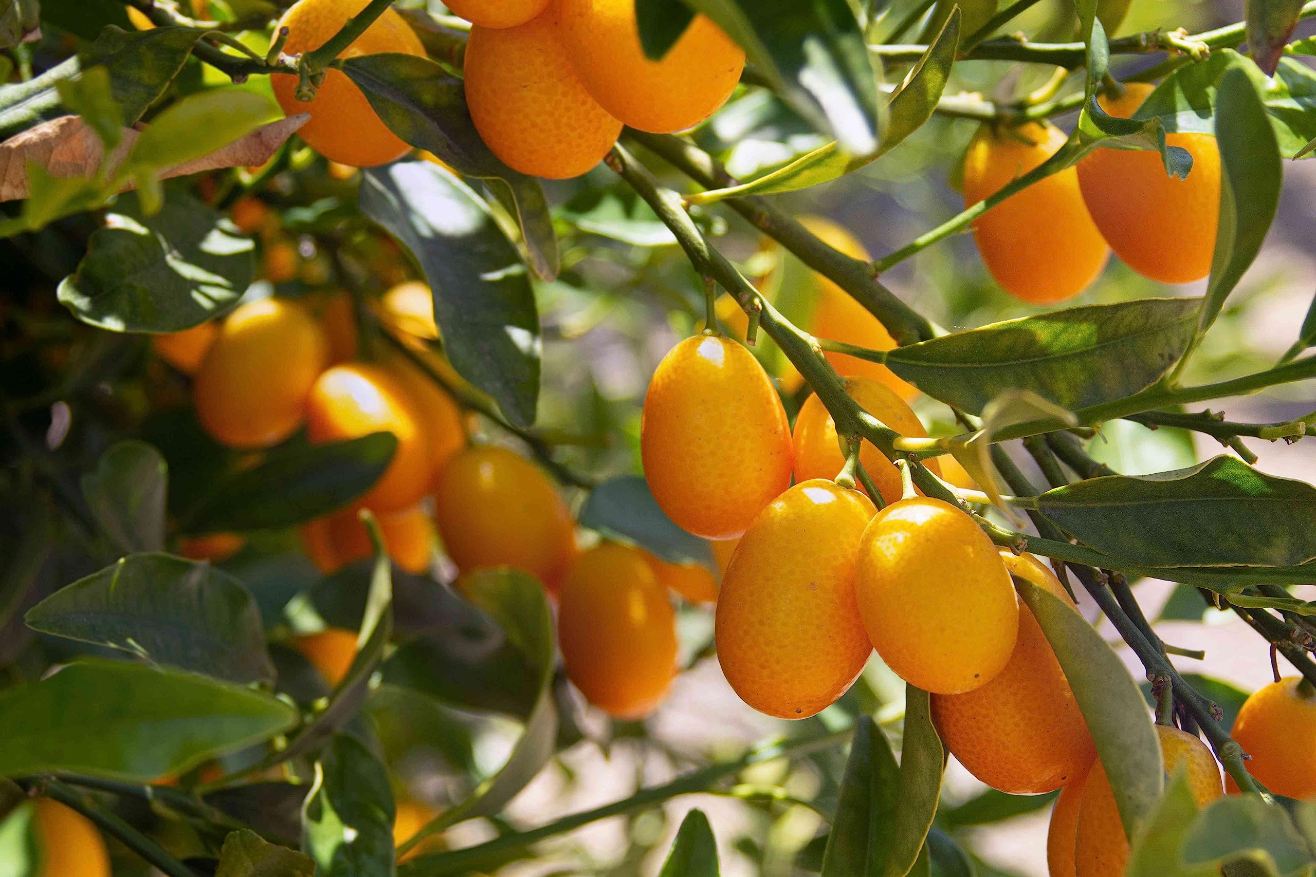 Athidhi Garden Sweet Israeli Kumquat Orange (Citrus sinensis) Grafted Live Fruit Plant (B0C99RLMNC) Amazon Price History, Amazon Price Tracker