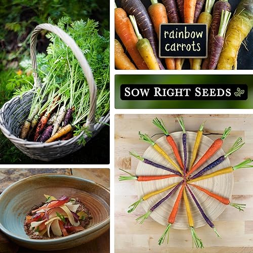 Miniatura 4 de Sow Right Seeds - Semillas de zanahoria Rainbow Mix para plantar - Paquete de reliquia sin OMG con instrucciones para plantar un huerto casero -