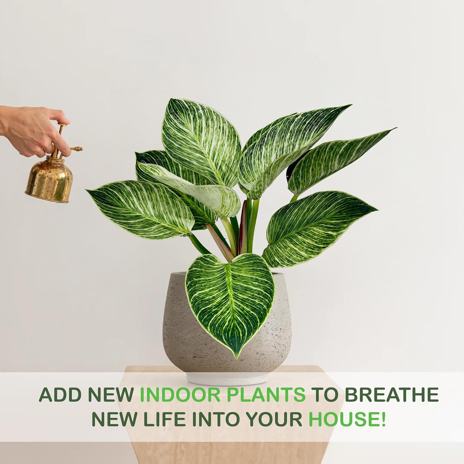 LEAL PLANTS ECUADOR Philodendron White Wave,Philodendron Birkin Live Plant White Variegation & Classic Climbing Habit, Perfect for Home Decor,Unique Gift for Plant-Lovers