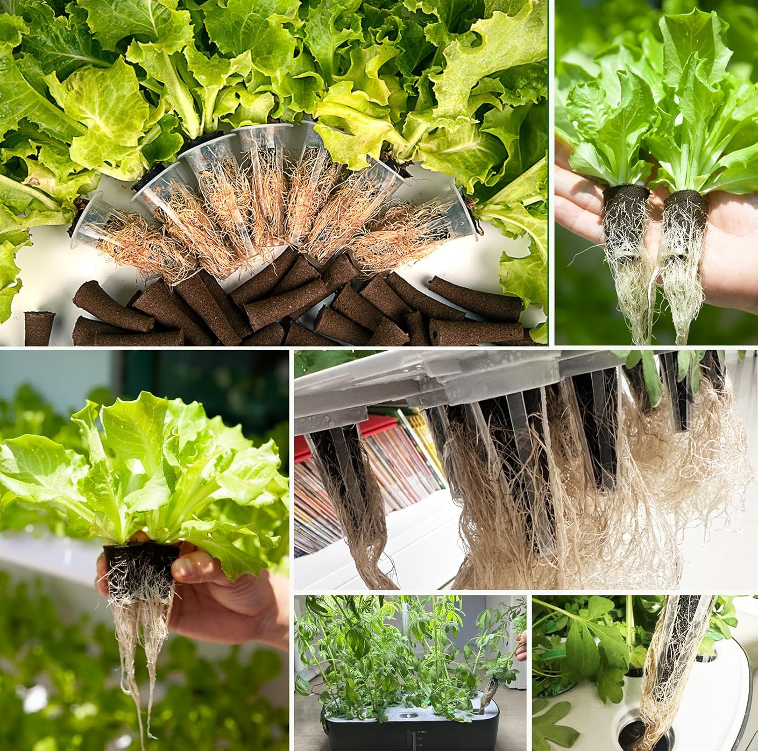 50 Pack Hydroponic Grow Sponges Seed Pods Replacement, Growing System Plant for Seed Plugs Garden Cube Sponges Replacement,Compatible with Aerogarden & Most Hydroponic System,1pc Tweezer - Image 7