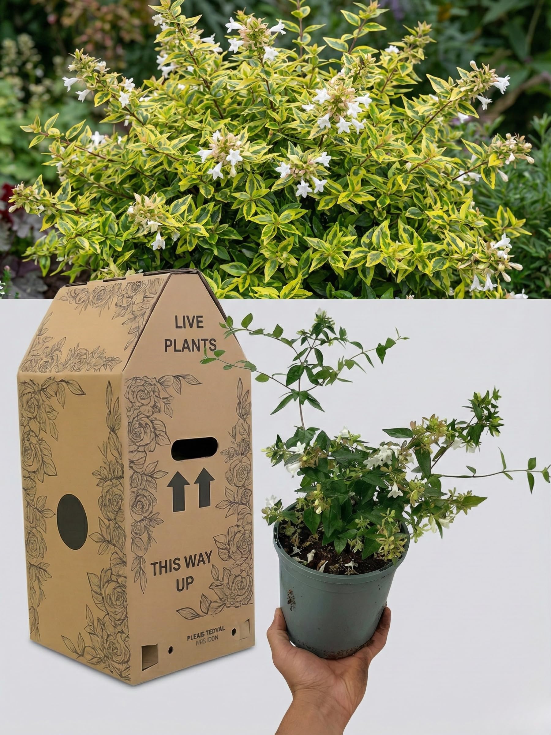 Abelia Francis Mason – 1x Large, Outdoor Garden Ready Plant. Supplied in Peat Free & Well-Rooted 2L Pot. Golden Variegated Foliage & Blush-Pink Summer Flowers for Bright, Year-Round Border Structure