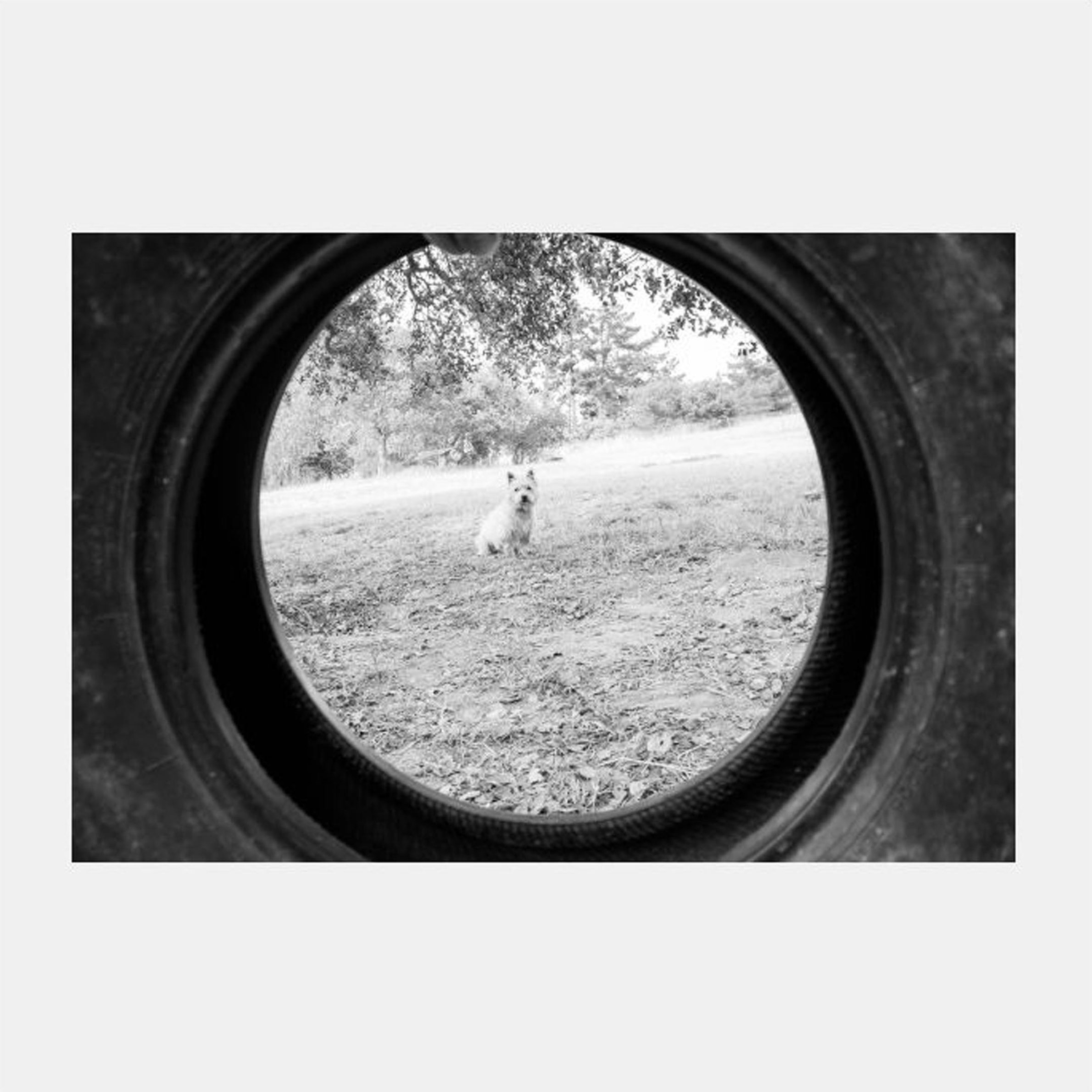 EFrame Fine Art | Dog Tired! by Robert Evans 8" x 12" Framed and Unframed Wall Art for Wall Decor or Home Decor (No Frame)