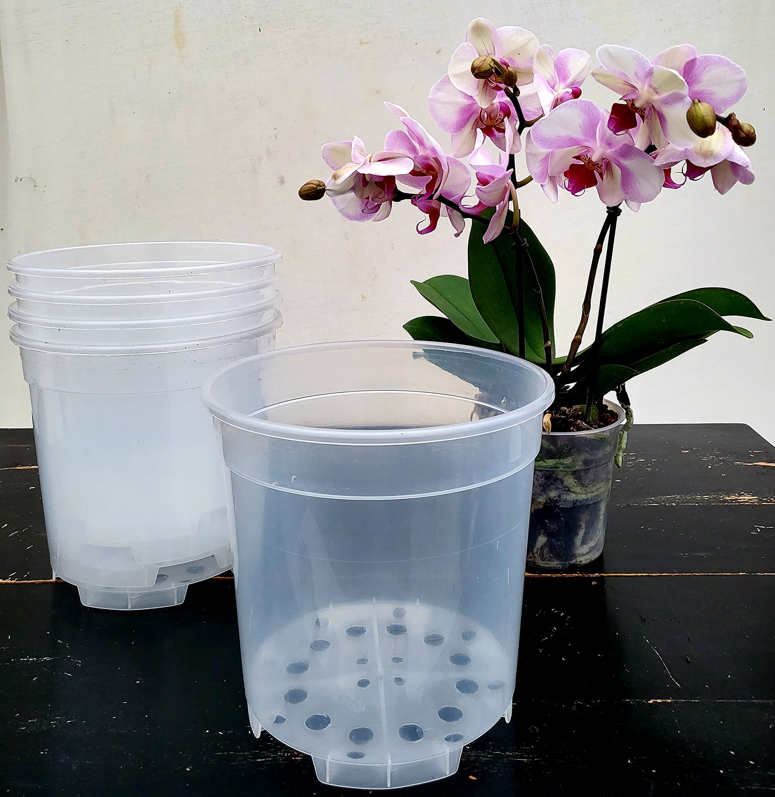 Wohnkult Vaso per orchidee trasparente, 21 x 17 cm, in plastica (1
