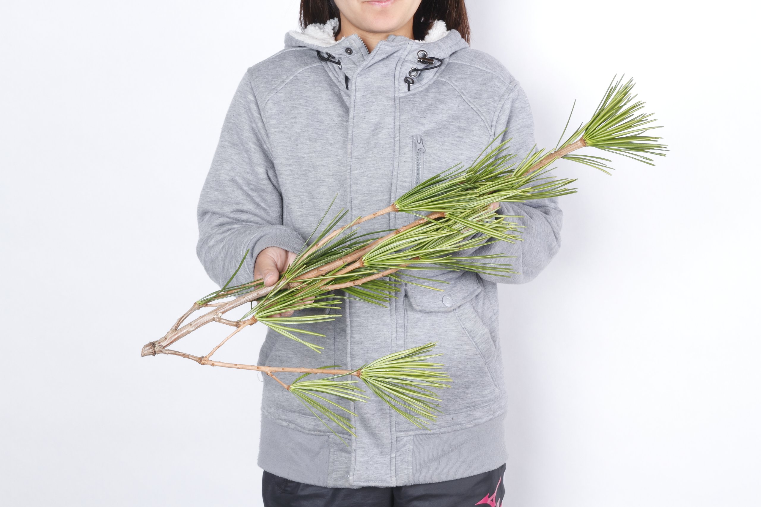 Amazon.co.jp: 花木屋 高野槇 切枝 70cm 生花: ホーム＆キッチン