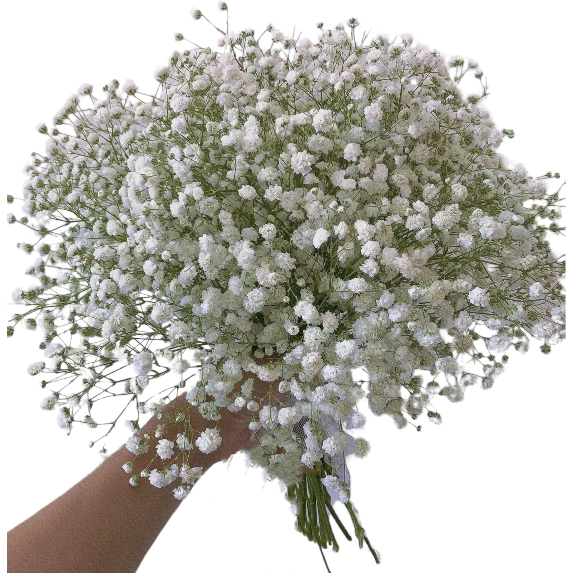 Amazon.com : 10 Stems Fresh White Gypsophila Flowers Can Be Stored