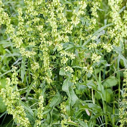 Semillas de muelle amarillo (Rumex crispus) Más de 50 semillas empaquetadas en cápsulas de semillas congeladas para cultivar semillas ahora o