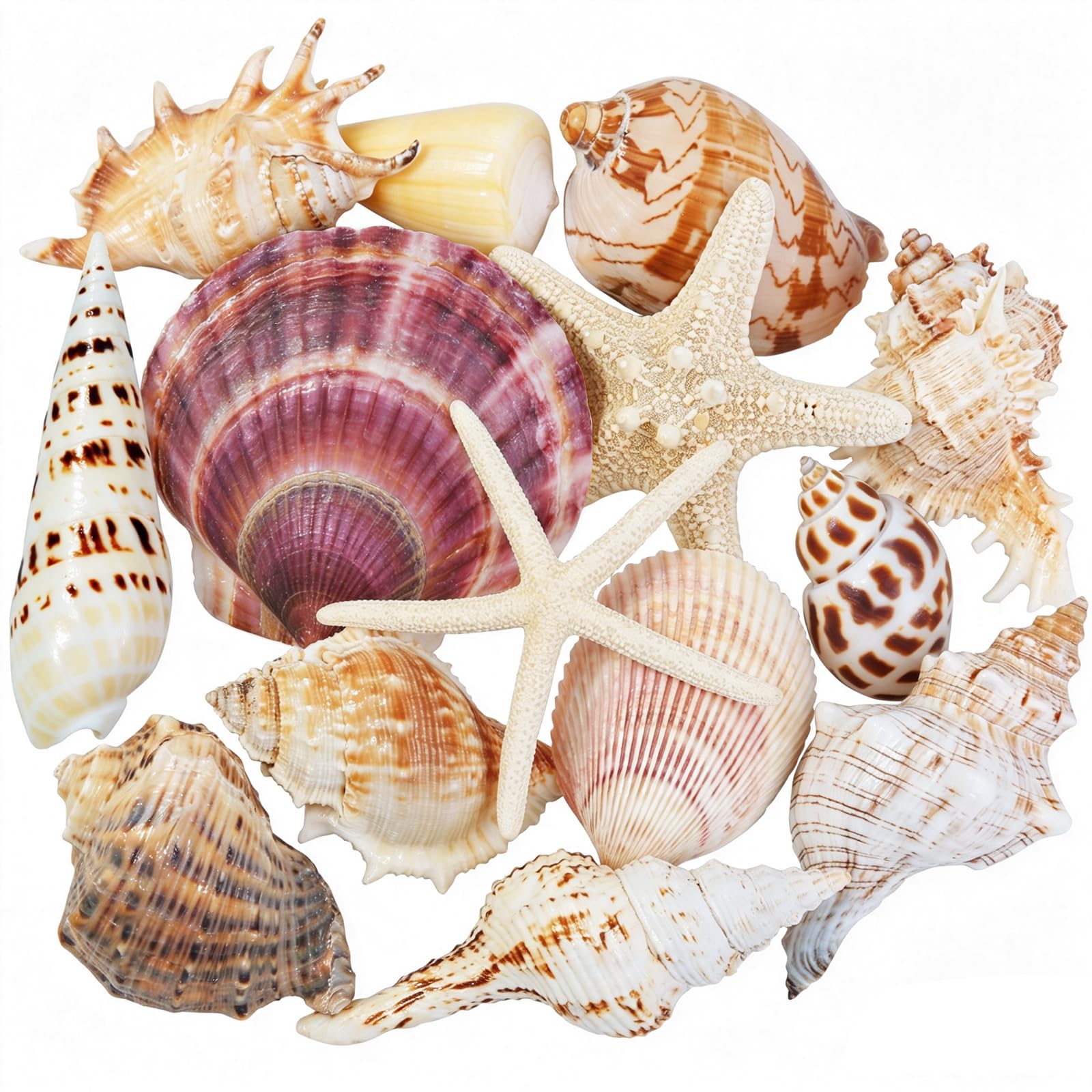 Conchiglie marine per decorare 14 conchiglie grandi a forma di stella marina per feste in spiaggia, riempitivi per vasi, decorazioni per la casa, artigianato fai da te, bagno, decorazioni per acquari