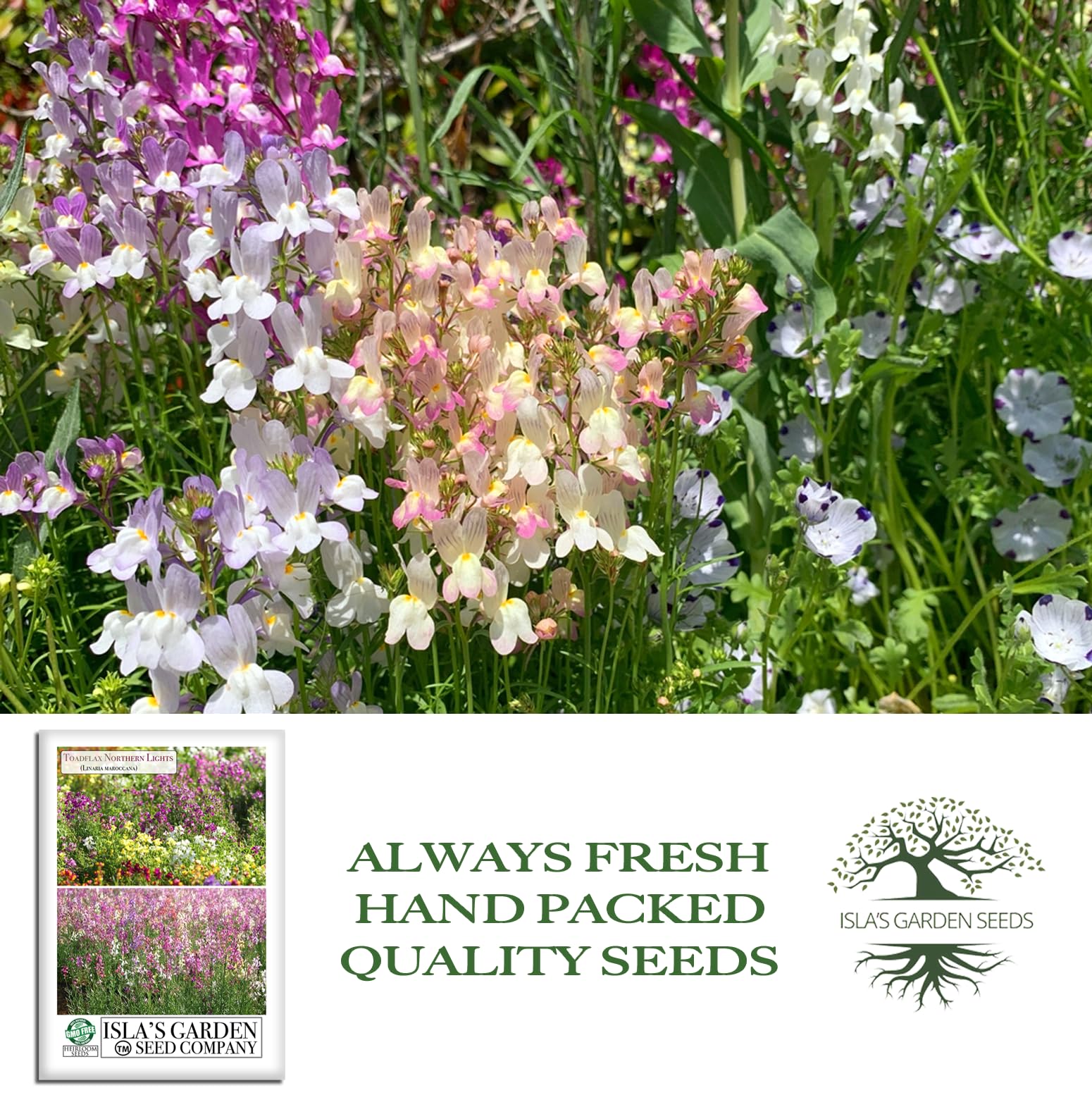 Amazon.com : Northern Lights Toadflax Flower Seeds (Linaria