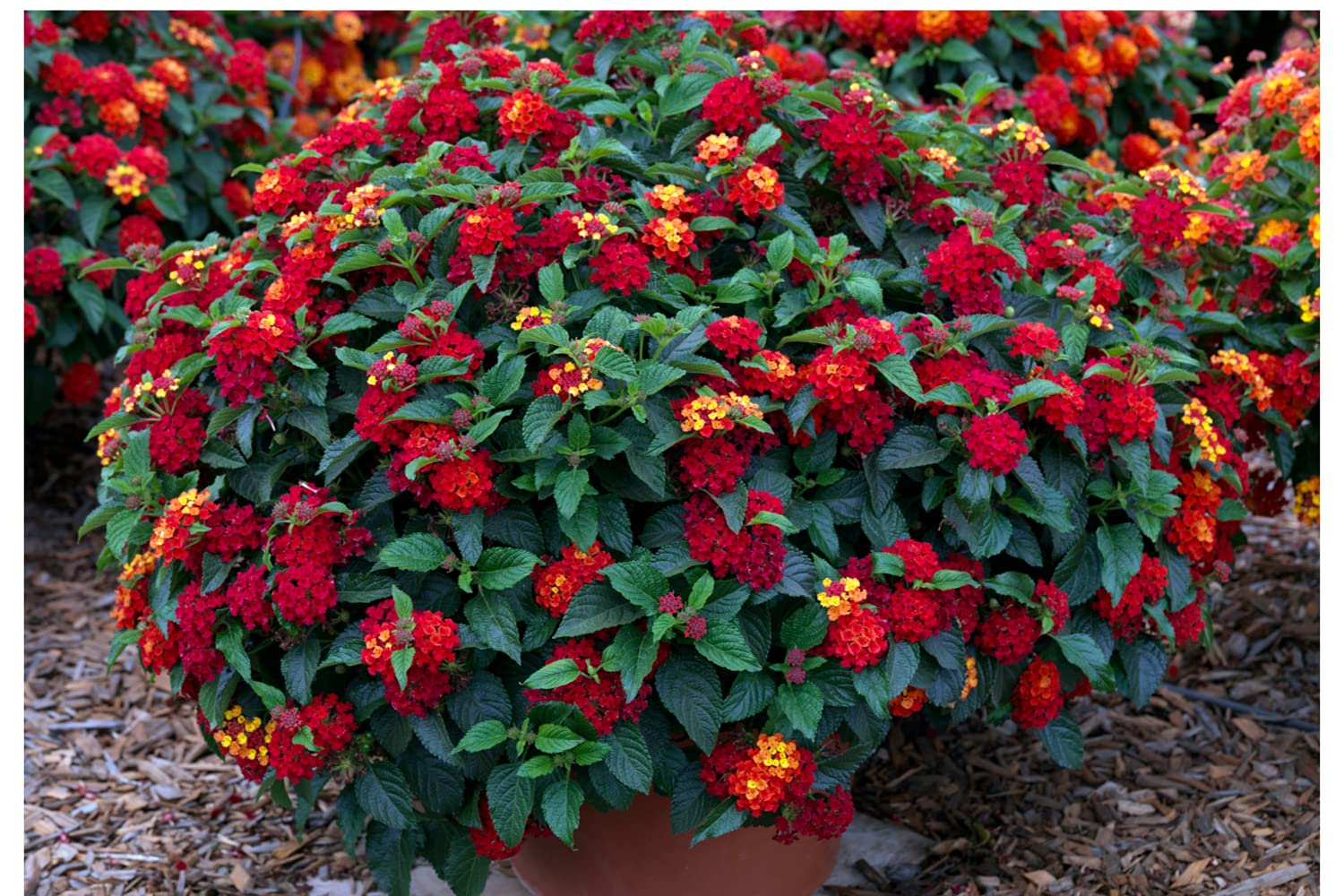 Image of Lantana red flower