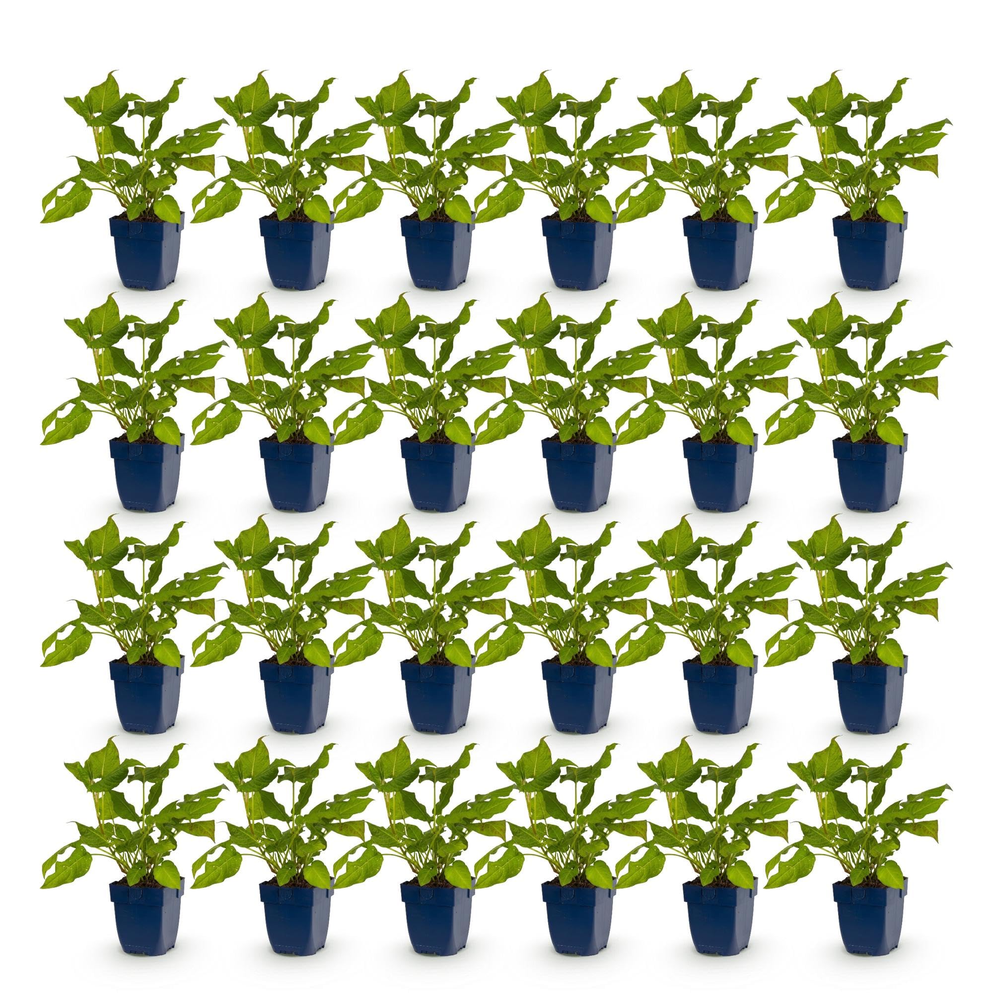 Green boutiQ - Plante vivace - Persicaria amplexicaulis - Renouée - Attire les abeilles et les papillons - Rouge - 24 Plantes - Pot 11cm - Hauteur 15-25cm