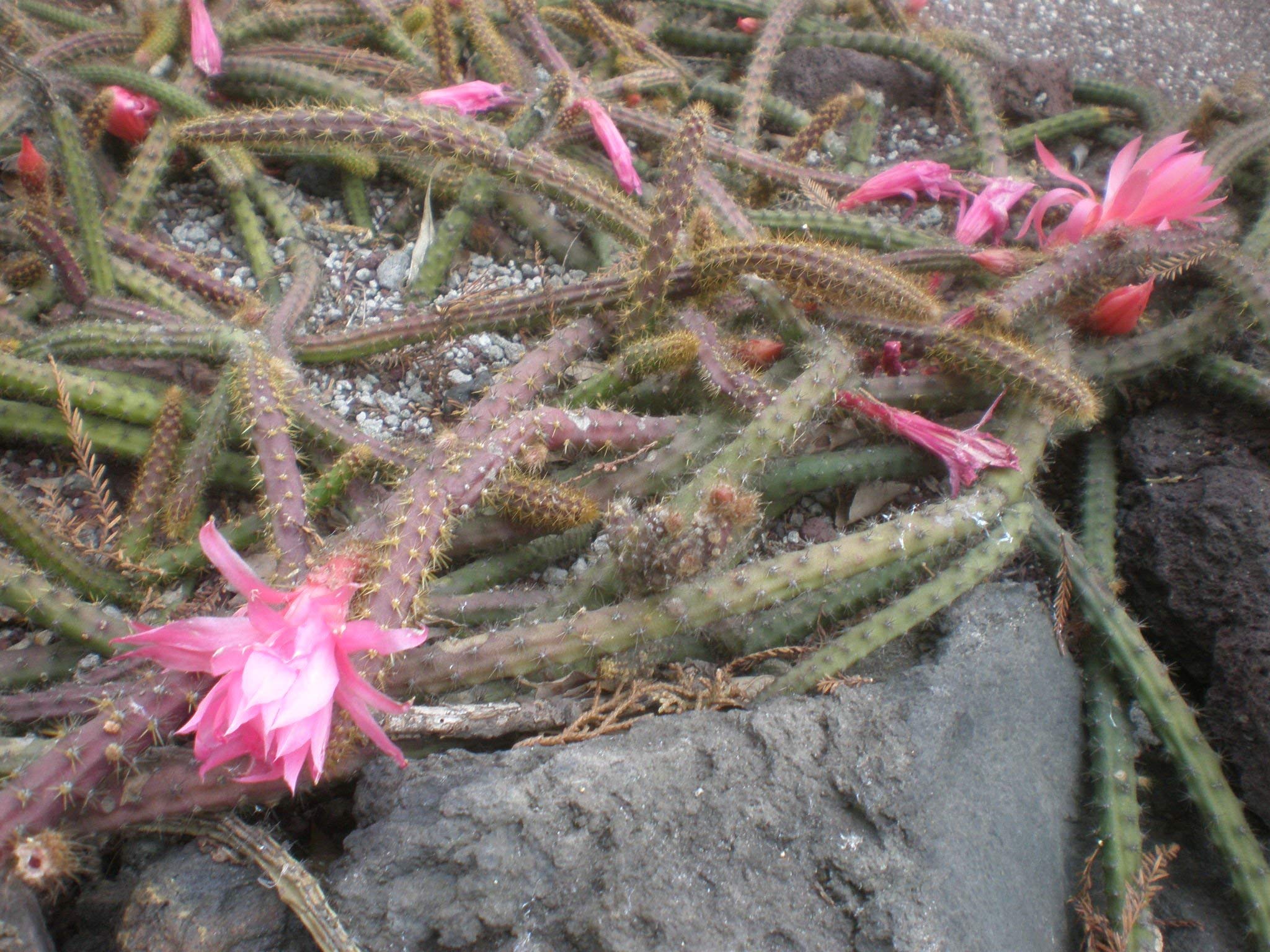Seeds Aporocactus flagelliformis ~ Discocactus flagelliformis ~ Splendida coda di ratto cactus ~ Fiori rosa ~ 5 Seeds