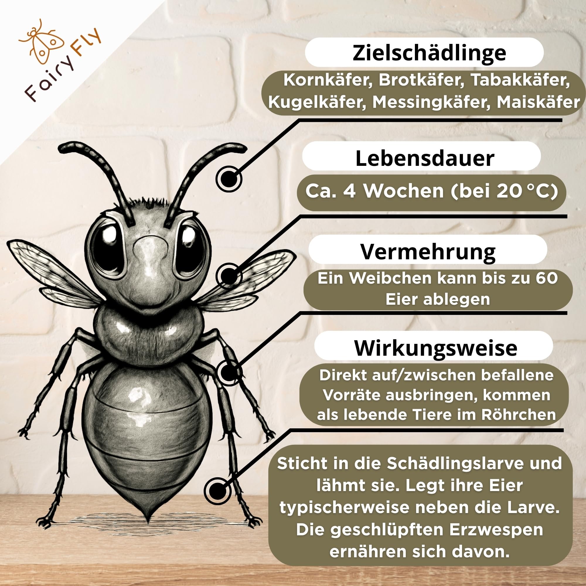 Lagererzwespen gegen Brotkäfer, Kornkäfer & Messingkäfer – 1 Röhrchen à 40 Nützlinge – Biologische Alternative zur Brotkäfer Falle – 100% chemiefrei – Made in Germany