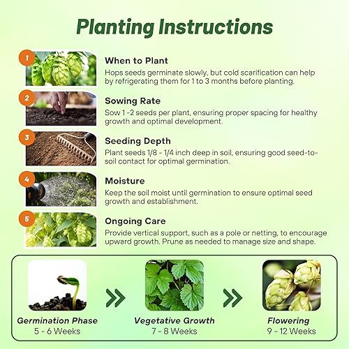 Miniatura 5 de Outsidepride 200 semillas de humulus perenne Lupulus lúpulo trepador semilla de planta de vid