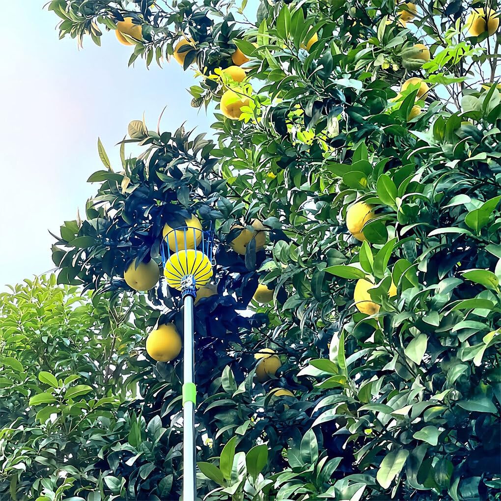 Cueilleur de Fruits Extensible cueillant des Pommes poires Oranges pour cueilleur Outil de cueilleur de Fruits avec Panier de préhension en Acier au Carbone, 3.2 m