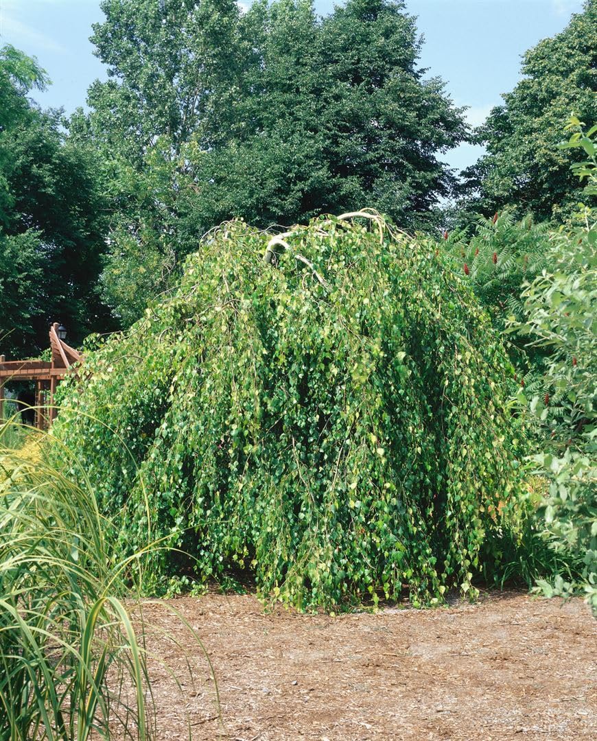 Betula pendula 'Youngii' Sta C15 korona jednoczęściowa. 180- brzoza płacząca "Youngii", mrozoodporna, niemiecka jakość szkółki drzewnej, w doniczce dla optymalnego wzrostu