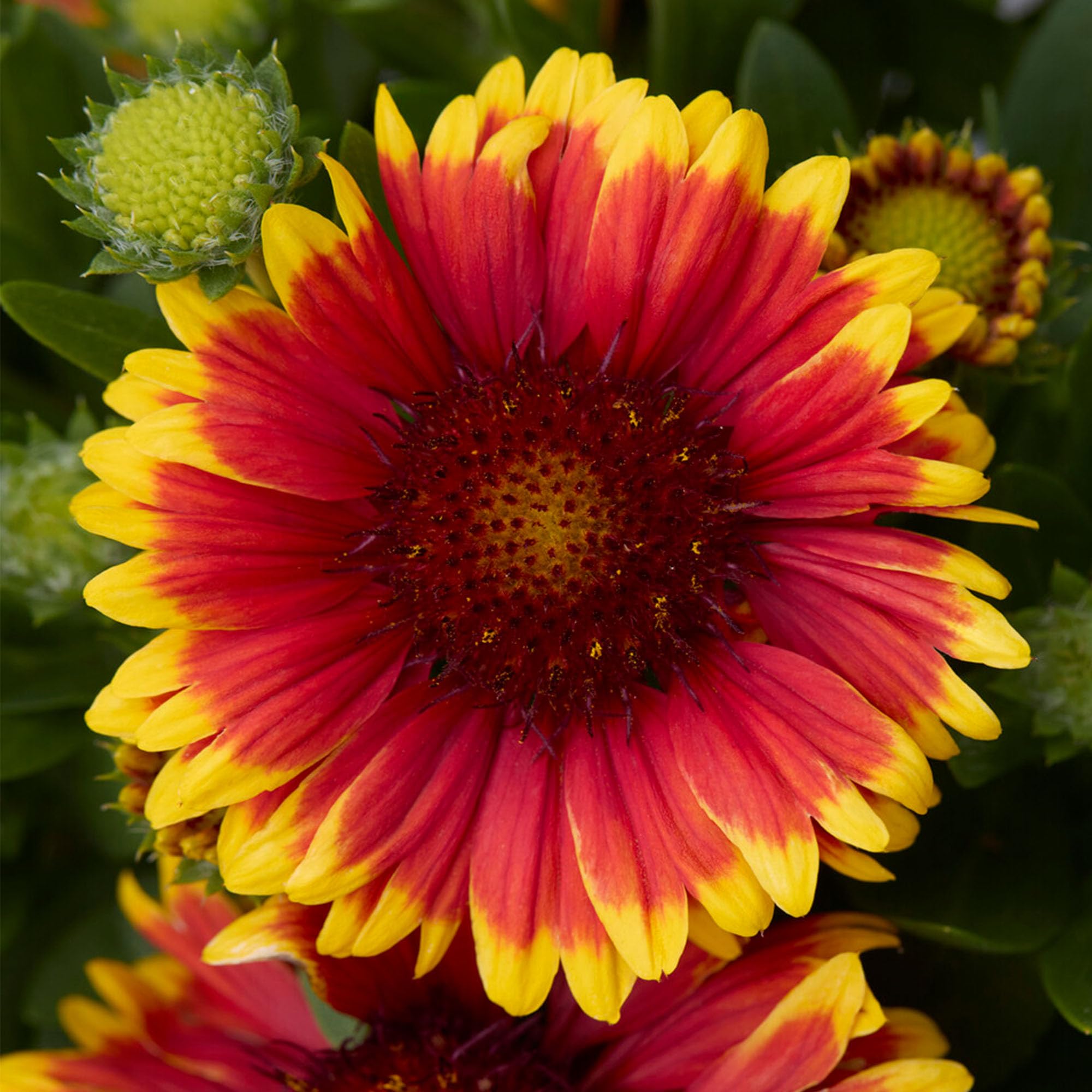 Gaillardia Guapa Tango Bicolour - Hardy Perennial Plant for Borders and Containers - Vibrant Red and Yellow Blooms - Ideal for Outdoor Gardens - Plant in Pot (3 Litre Pot, 20-30cm)