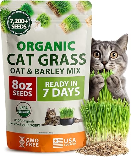 Miniatura 9 de HOME GROWN Paquete de semillas orgánicas de hierba para gatos (4 onzas), semillas de hierba de gato sin OMG para gatos de interior, hierba de avena