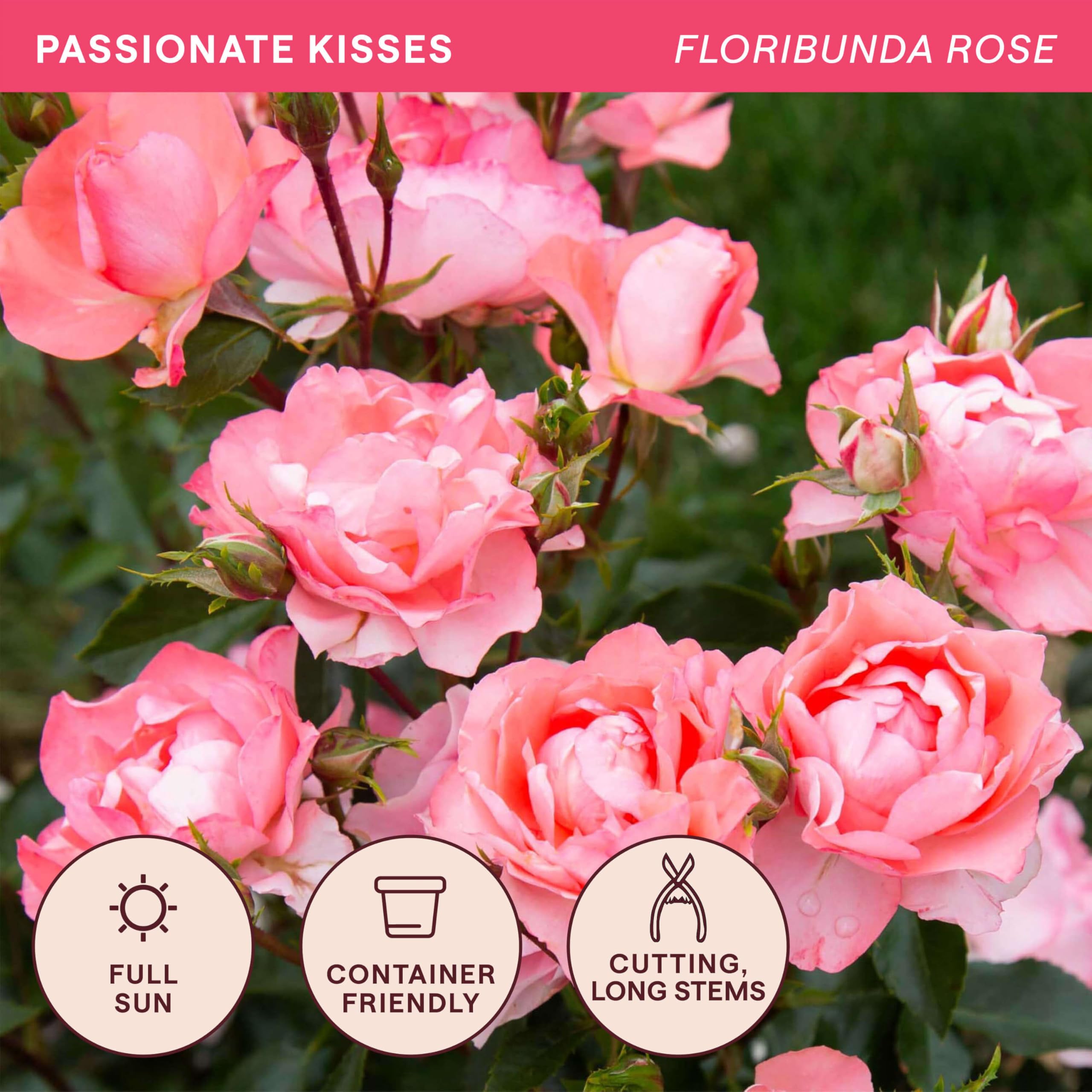 Amazon.com : Heirloom Floribunda Roses, Live Own Root Plant for