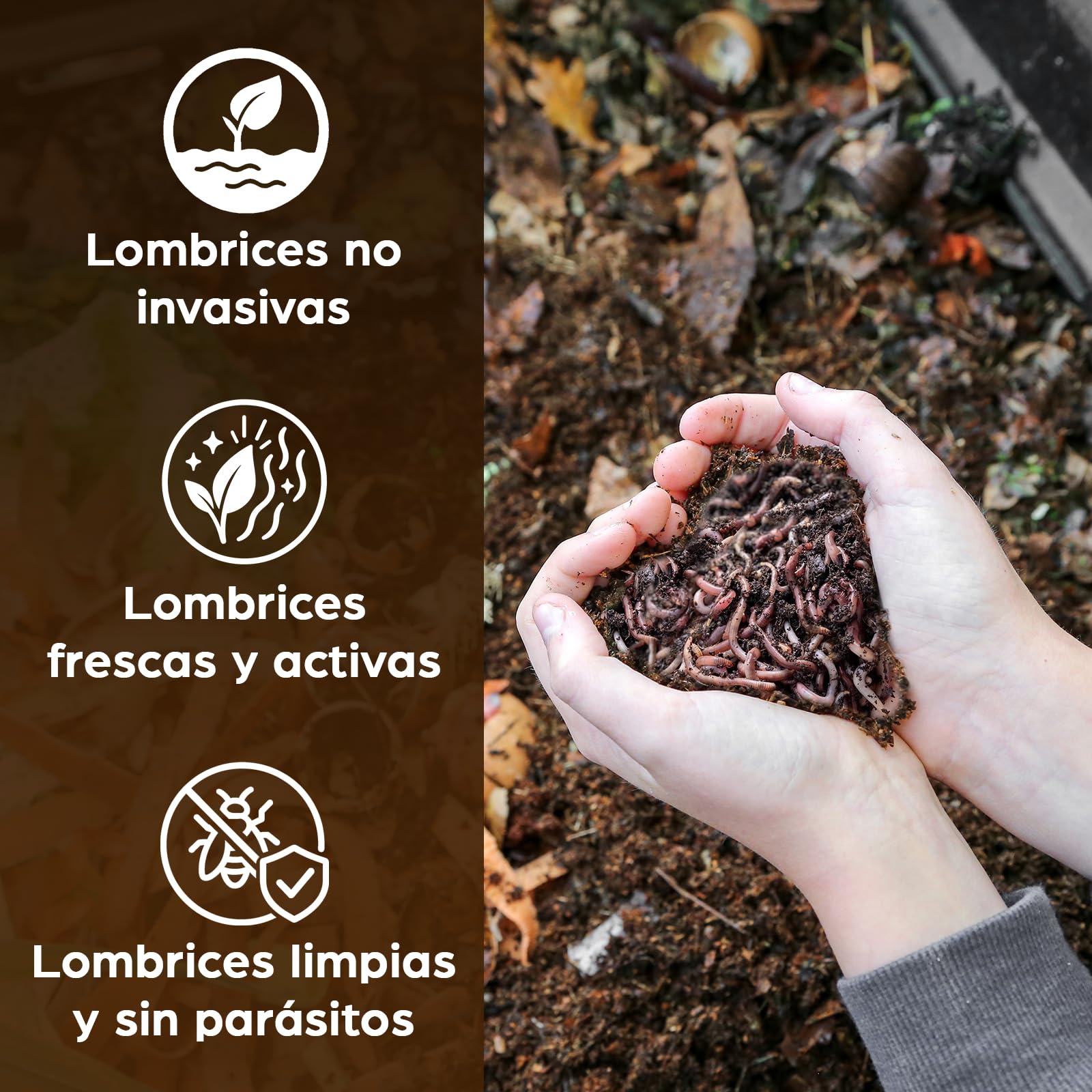 Lombrices 250g (500 uds. aprox.) | Lombriz de tierra vivas Eisenia, elabora compost con tus residuos orgánicos - Para vermicompostador/compostador/jardín