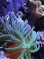 Vista 3 de Seachem Calcio de Arrecife 8.5 fl oz