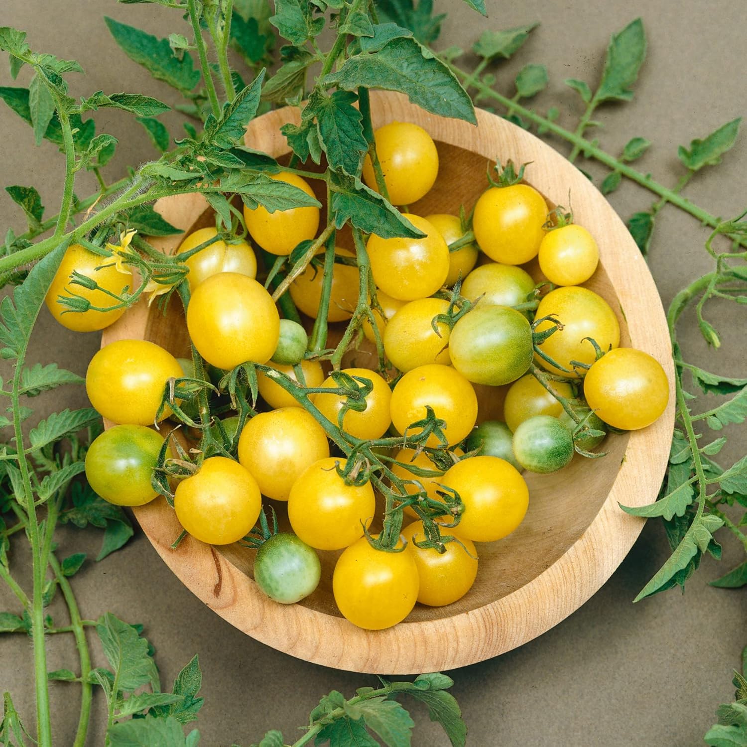 Firefly F1 Hybrid AAS Tomato Seeds - 1 Oz ~6800 Seeds - Non-GMO, F1 Hybrid - Vegetable Garden - Lycopersicon esculentum