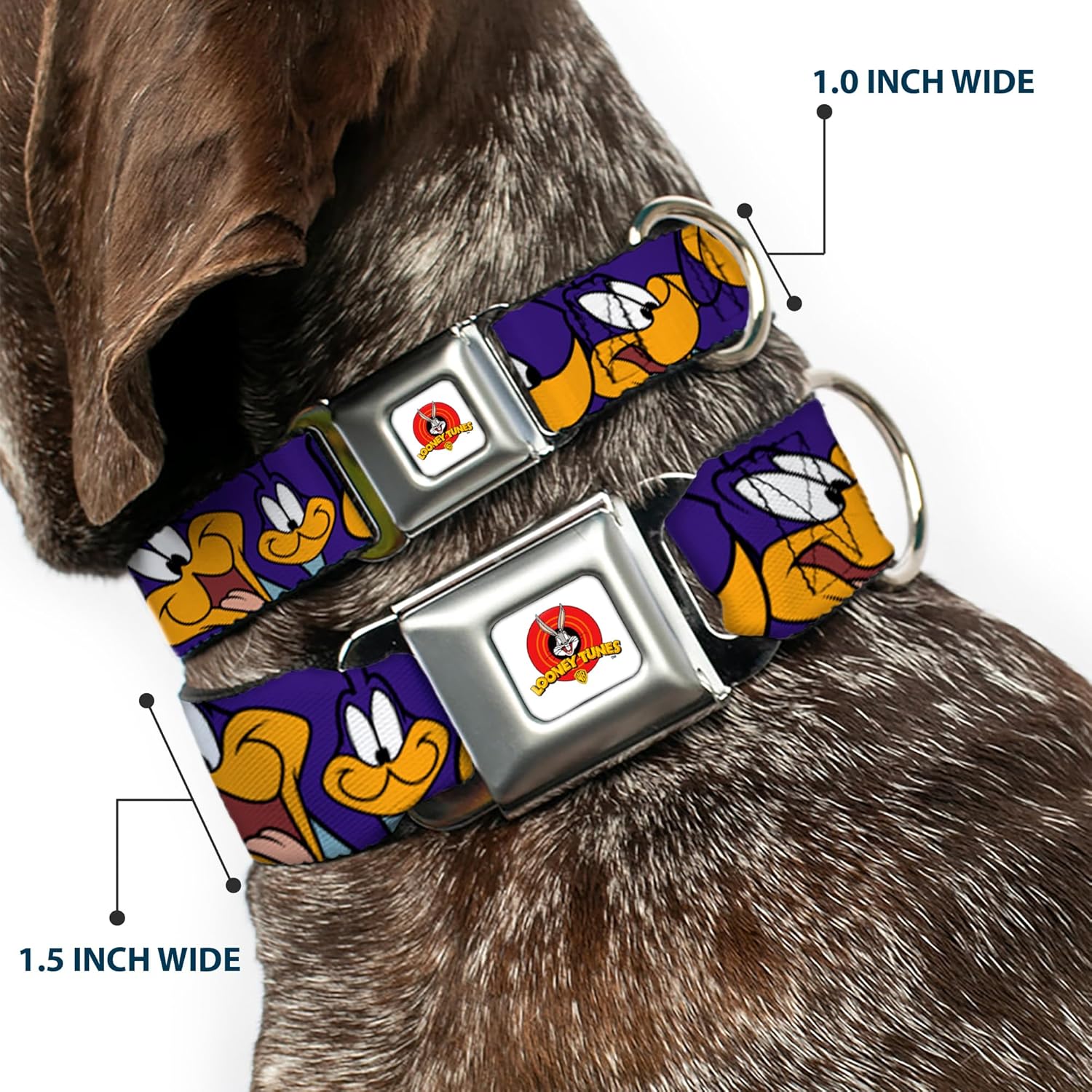 Buckle-Down Seatbelt Buckle Dog Collar - Road Runner Expressions Royal - 1" Wide - Fits 9-15" Neck - Small