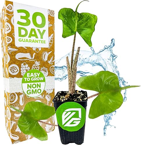 Stingray Elephant Ear Live Plant - Alocasia stringray by Wellspring