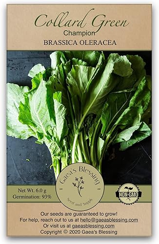 Gaea's Blessing Semillas - Semillas de col (0.11 onzas), semillas Champion sin OMG con instrucciones de siembra fáciles de seguir - 93% de tasa de