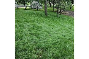 Outsidepride Legacy Fine Fescue Shade Tolerant Grass Seed