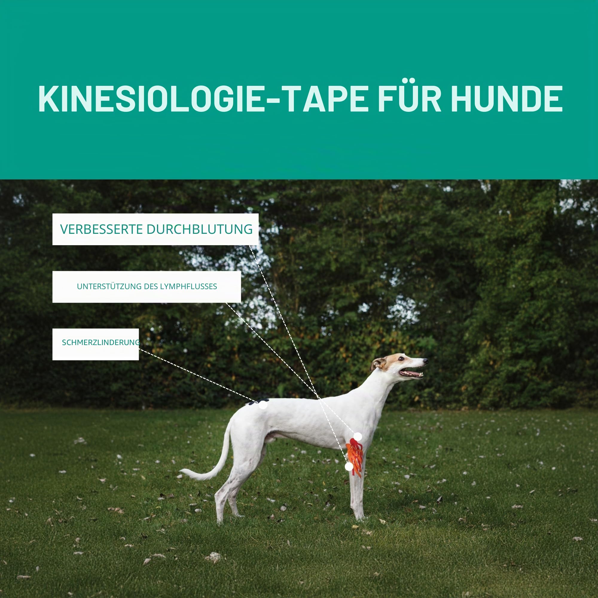 VETKIN VetkinTape Einführungsangebot | Kinesiologie Tape für Pferde und Hunde | Buch zum Taping von Hunde | Tierärztliches Kinesiotapes in 3 Größen (3cm, 6cm & 10cm) | Mit Premium-Schere