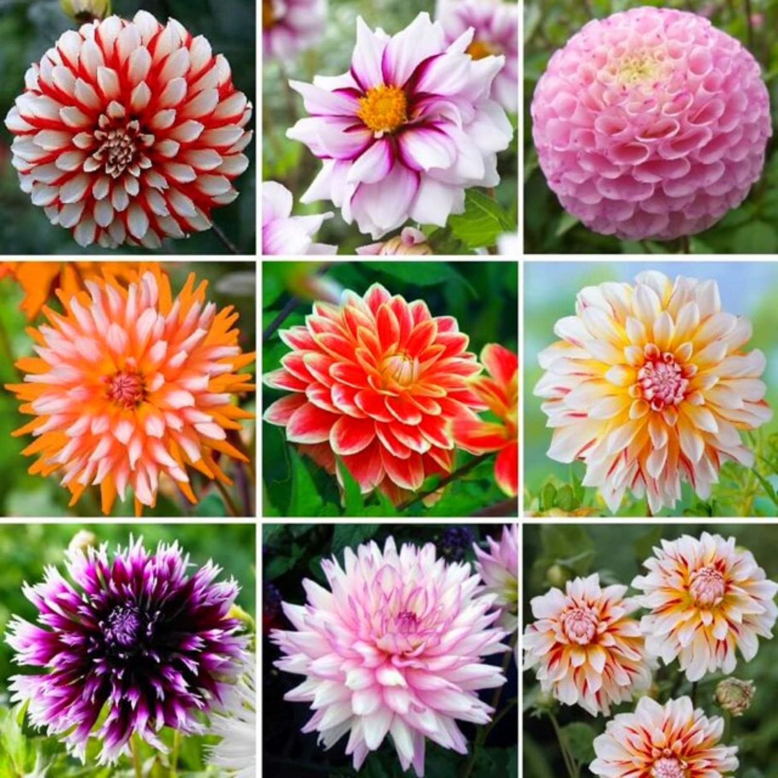 Dahlia Bulbs Mix for Planting Now UK,Hardy Perennial,Wedding Flowers,Strong Plants That Grow Well,Dahlia tubers Bulk,Beauty of Garden,Gift Ready-4bulbs-A