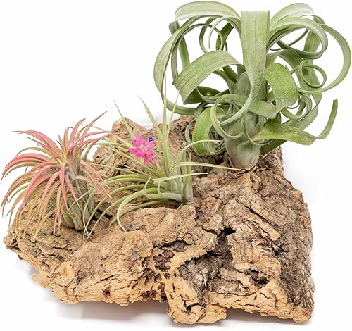 Air Plant Shop Exhibición mediana de corteza de corcho de mesa con 3 plantas de aire Tillandsia - Venta al por mayor y a granel - Suculentas -