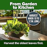 Vista 304 de HOME GROWN Más de 1000 semillas de cilantro para plantar en interiores o exteriores, hierbas tradicionales sin OMG, semillas de plantas de cilantro