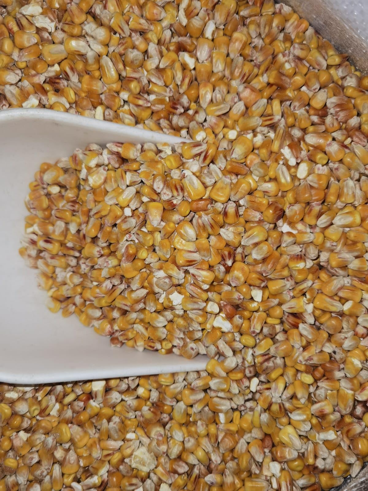 20 kg Mais Intero No OGM per Galline, Conigli, Piccioni, Anatre, Alimento Energetico Naturale, Selezionato e Pulito