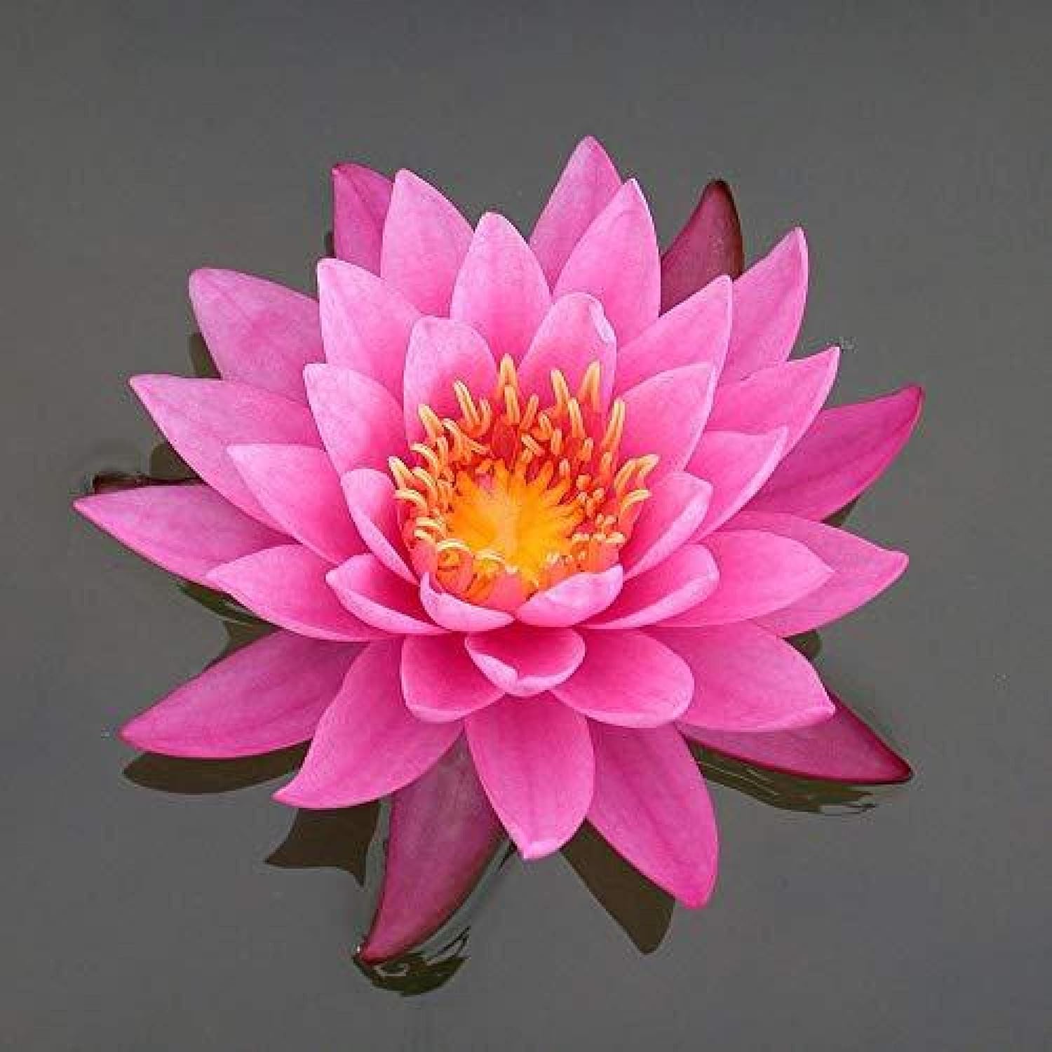 Chalily Aquatic Plant Fertilizer for Water Lily and Lotus | Great for Use in a Pond & Aquarium | Perfect Plant Food (300 Count)