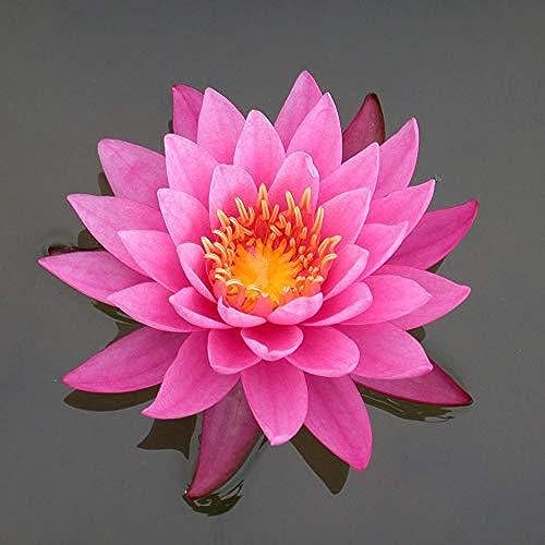 Miniatura 2 de Chalily Fertilizante para plantas acuáticas para lirios de agua y loto  Ideal para uso en un estanque y acuario  Alimento perfecto para plantas (300