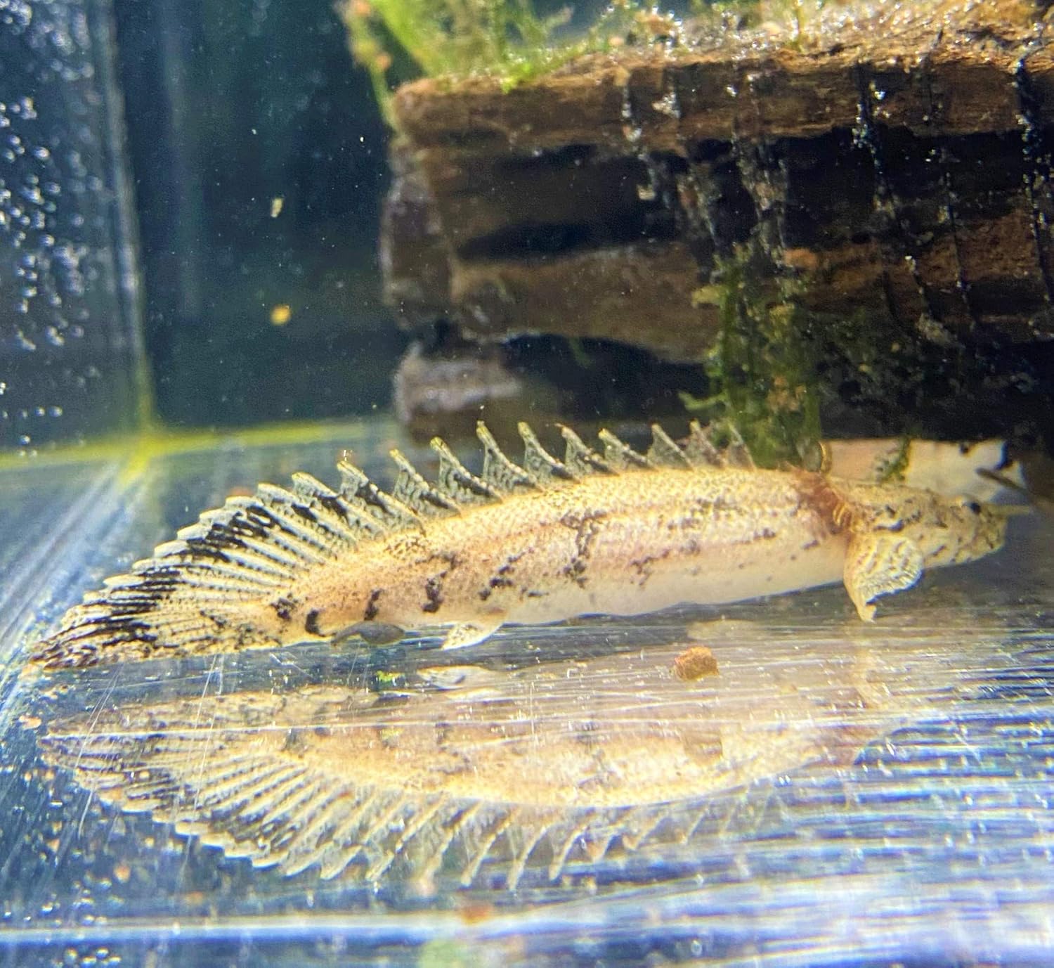 Amazon 熱帯魚 ポリプテルス エンドリケリー 8 10cm 東京倉庫出荷 アクアショップピラルク 観賞魚 水中生物 通販