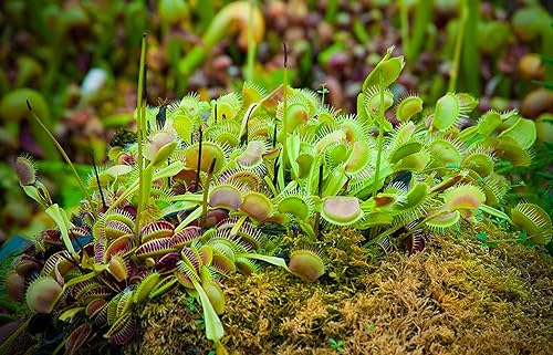 Miniatura 5 de Altman Plants, Plantas vivas Venus atrapamoscas vivas (3PK), planta viva Venus trampa para moscas viva en suelo Venus trampa para moscas, plantas de