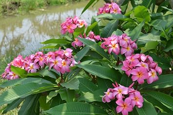 HAWAIIAN PINK PLUMERIA PLANT CUTTINGS  GROW HAWAII