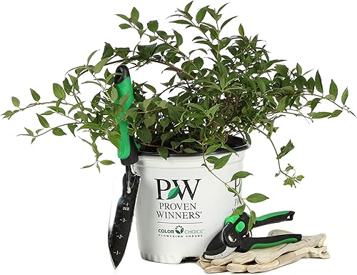 Miniatura 7 de Yuki Cherry Blossom (Deutzia) - Arbusto vivo, flores de color rosa claro, 1 galón