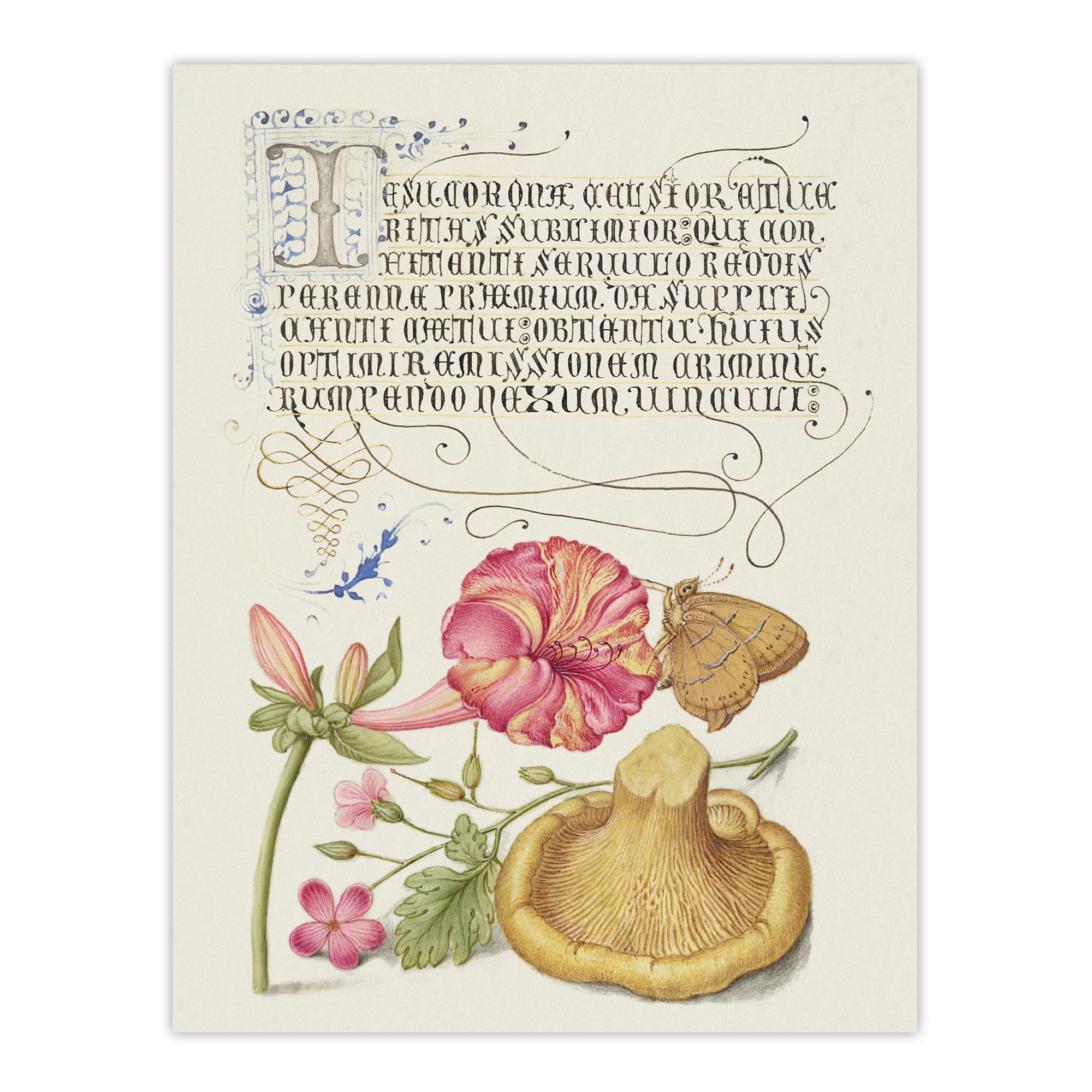 Artery8 Flowers Mushroom and Butterfly By Model Book of Calligraphy Wall Art Print 12X16 : Elegant vintage study of exotic plants creating peaceful ambience for veranda or living room