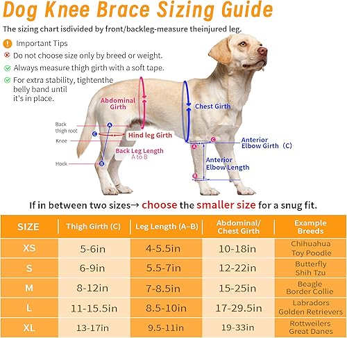 Miniatura 3 de Rodillera para perro para pierna trasera desgarrada del acné  Soporte ajustable y duradero para aliviar el dolor en las articulaciones, estabilizar