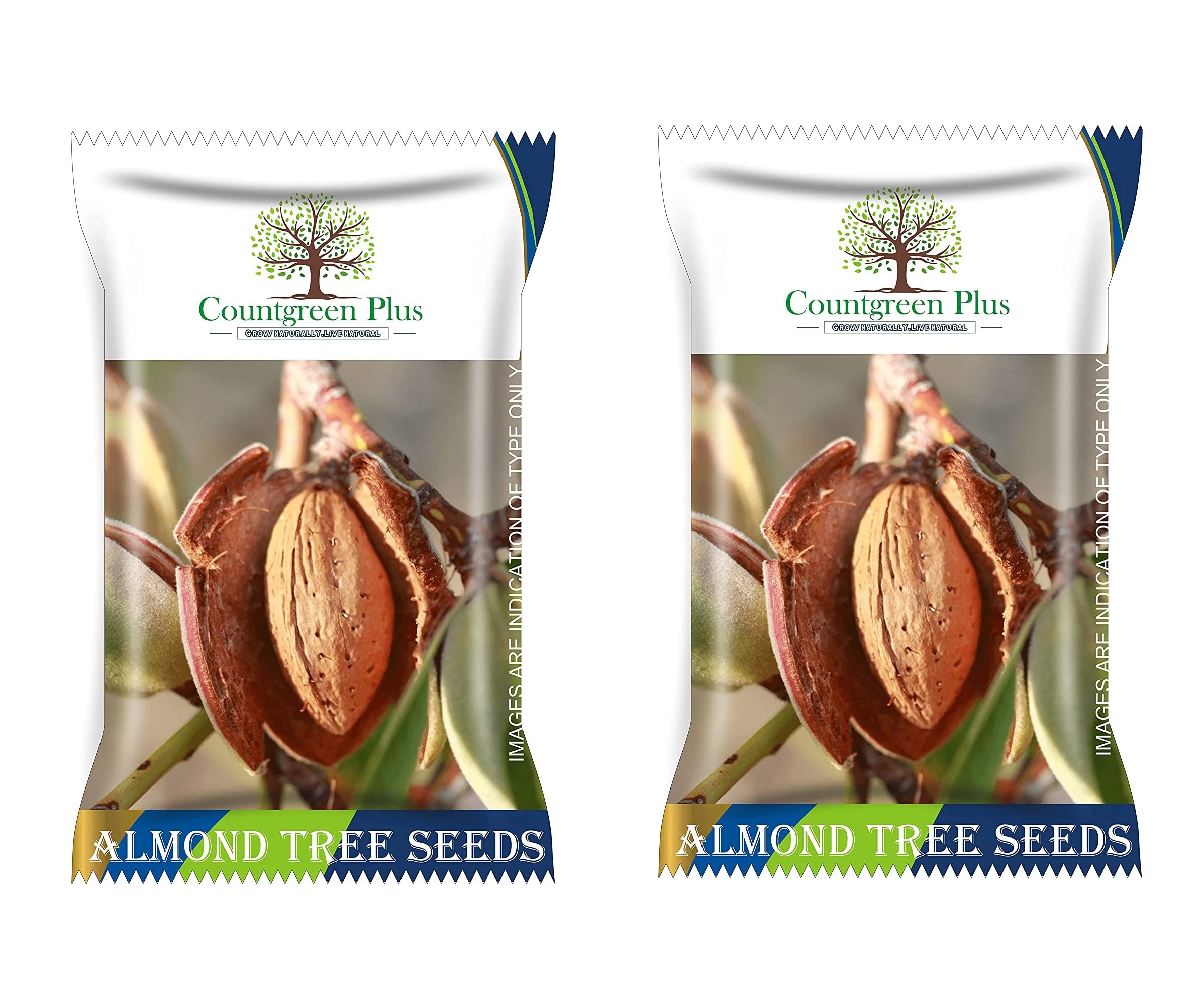 Countgreen Plus Almond (Badam) | Prunus Amygdalus Tree - Fruit Seeds For Planting of 5 Seeds (Pack of 2) (B0BP33JS8V) Amazon Price History, Amazon Price Tracker