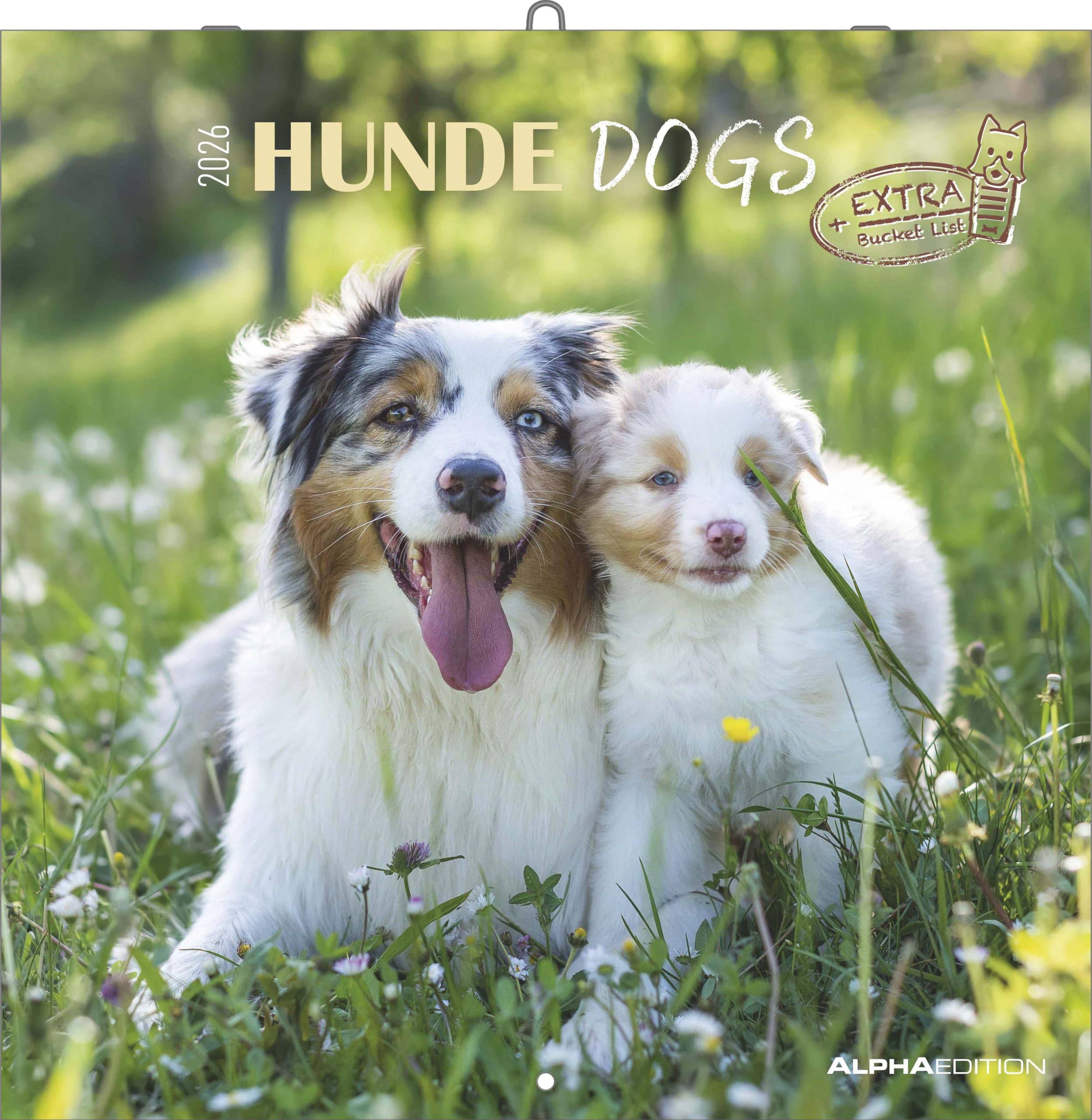 Alpha Edition - Hunde Kalender 2026 – Wandkalender 30x30 cm für Hundeliebhaber – 6-sprachiges Kalendarium mit Feiertagen & Ferienterminen, Monatsübersichten & viel Platz für Notizen, Ringbindung: Dogs