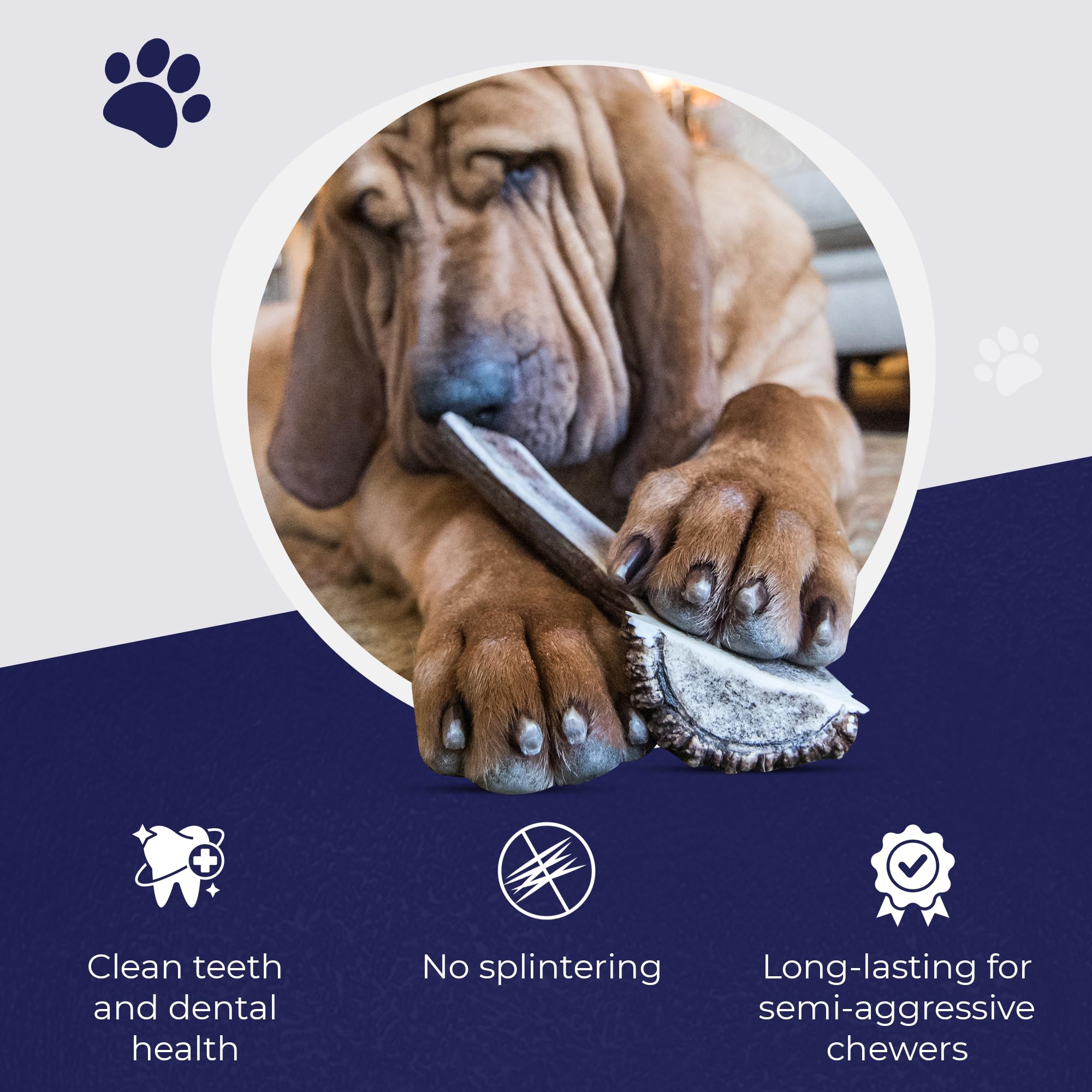 Dog Pet Co Wysokiej jakości rogi łosiowe dla psów, rozszczepione rogi łosiowe dla psów, trwałe, dla nieagresywnych żuwaczy, bez bałaganu, bez zapachu, dzikie rogi