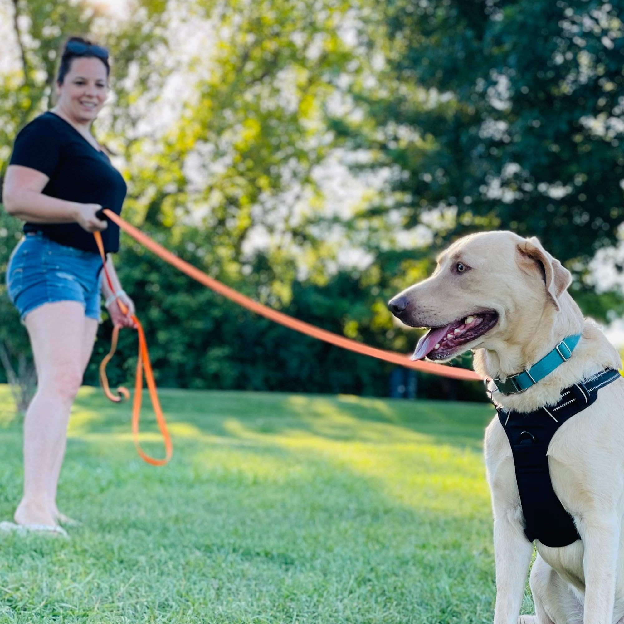 Total Pet Laisse de dressage pour chiens, longue ligne imperméable pour rappel et dressage d'obéissance – Laisse extra longue pour chien – Convient à toutes les tailles de chiens (10 m, clip standard)