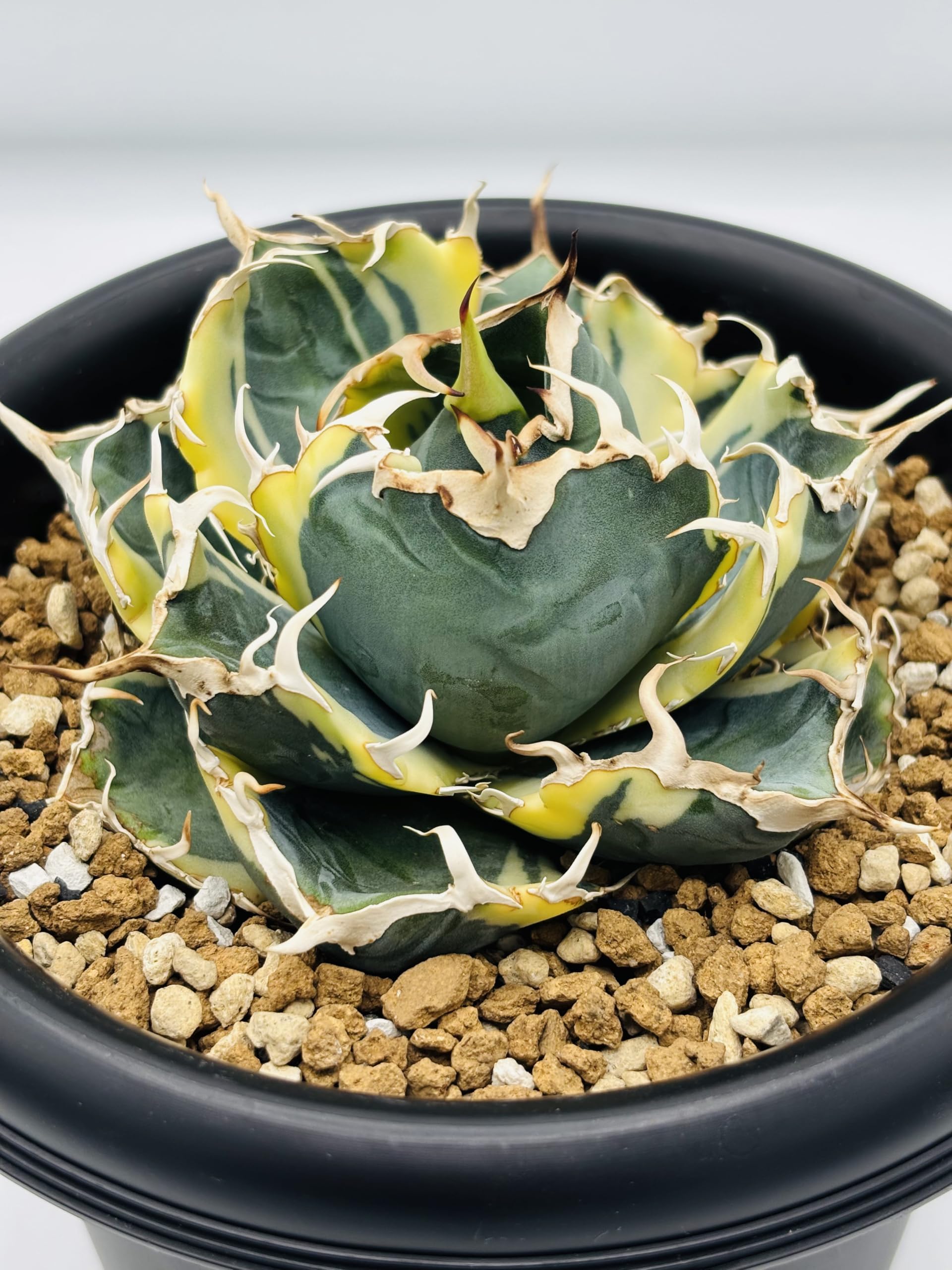 Amazon｜アガベ チタノタ 白鯨 (ハクゲイ)/ Agave titanota 'White